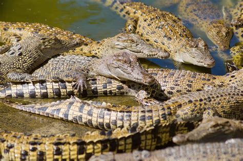 hermes crocodile farm|pri farming.